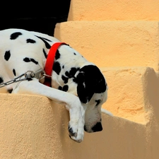 Dalmatian, Stairs, dog
