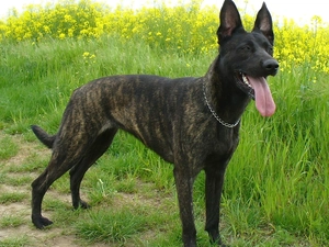ears, Dutch Shepherd, standing