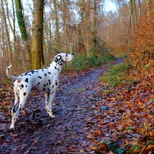 Stems, Leaf, Dalmatian, Path