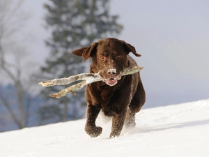 dog, apport, snow, Stick