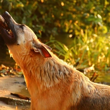 stick, themselves, dog, reveling