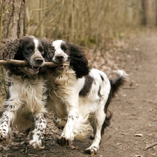 forest, Stick, Dogs