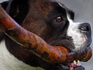 stick, boxer, Head