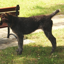 Stick, Bench, German Wirehaired Pointer, grass