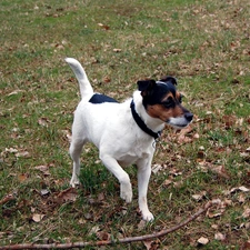 Stick, Parson Russell Terrier