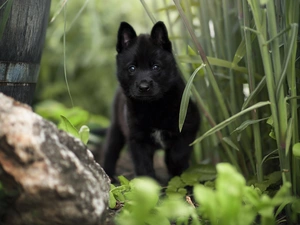 Puppy, Black, Plants, Stone, Schipperke, dog