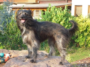 Garden, Pyrenean Shepherd, Stone
