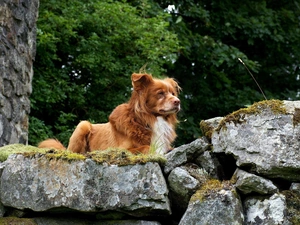 dog, Stones, ginger