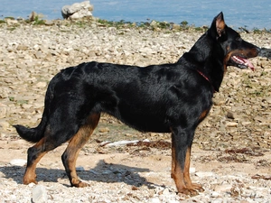 Stones, Shepherd French Beauceron