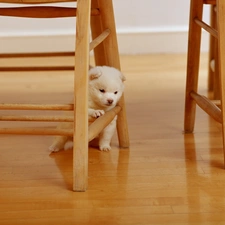 Puppy, Stool, doggy