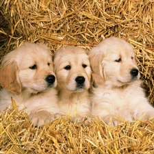 puppies, straw, Three