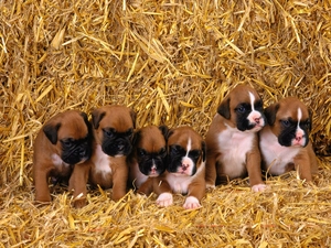 straw, boxers, young, puppies