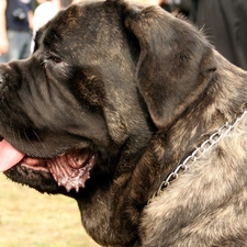 English, striped, mastiff