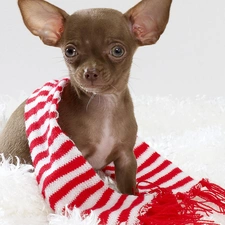 Scarf, stripes, Chihuahua