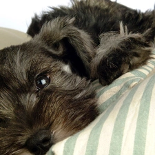 stripes, ##, schnauzer, pillows