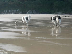 strolling, Pyrenean Mastiffs
