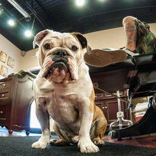 studio, English Bulldog, guarding, dog