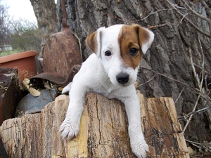 Jack Russell Terrier, stump