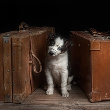 suitcase, doggy