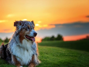 sun, west, dog, Australian Shepherd