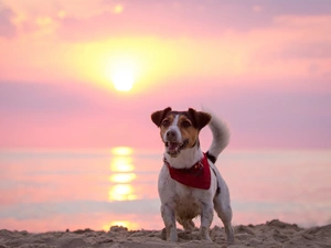 sun, dog, Beaches