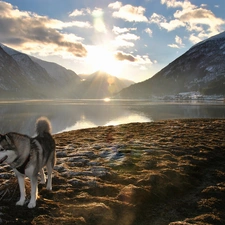 sun, Mountains, rays, Husky, clouds, lake