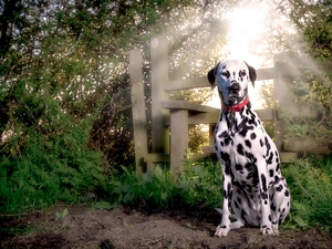 rays of the Sun, dog, Dalmatian