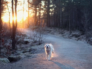 sun, dog, Way, forest, running