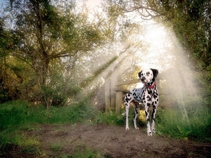 sun, Dalmatian, rays