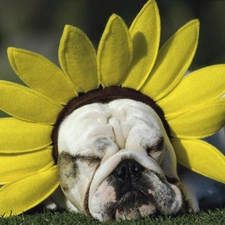 Band, Sunflower, dog