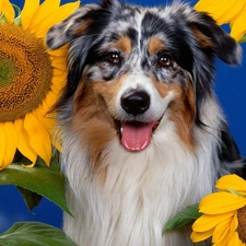 Flowers, sunflower, dog