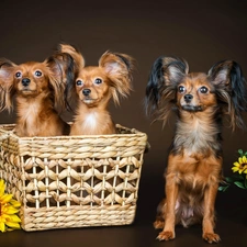 Sunflower, Flowers, Papillons, basket