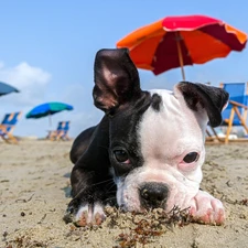 pug, Sunshade, puppie, Beaches