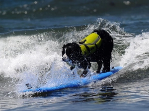 Surfing, doggy, sea