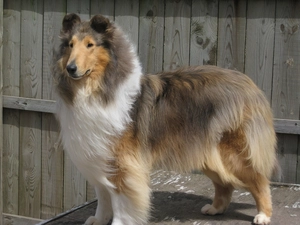 coat, Collie rough, swarthy