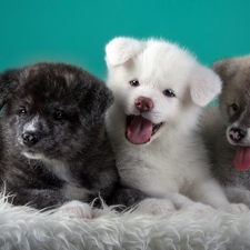 sweet, Puppies, Akita Inu