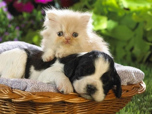 sweet, cat, dog