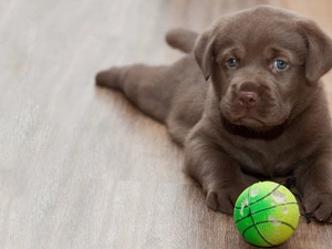 sweet, Puppy, dog, Ball