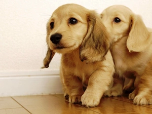 puppies, Two cars, sweet