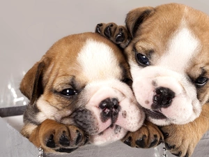 Puppies, Two cars, sweet