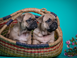Puppies, Two cars, sweet