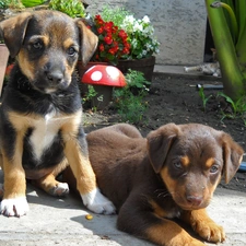 sweet, Puppies, Two cars