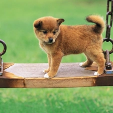 Swing, Akita, Puppy