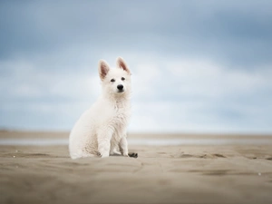 White Swiss Shepherd, Beaches, Puppy