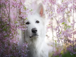 Pink, Flowers, White Swiss Shepherd, Twigs, dog