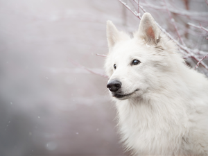 Twigs, snow, White Swiss Shepherd, muzzle, dog