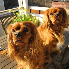 table, an, Two cars, Spaniels