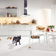 Table, sweet, Buns, Kitchen, Stool, dog