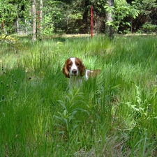 tall, grass, Welsh Springer Spaniel