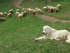 Tatra Sheepdog, Sheep